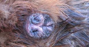 Beaver Butt, Beaver Butt’s and Vanilla, Full Body Massage Service