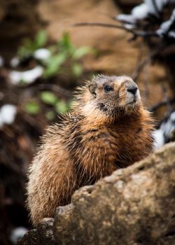 Beaver Butt, Beaver Butt’s and Vanilla, Full Body Massage Service