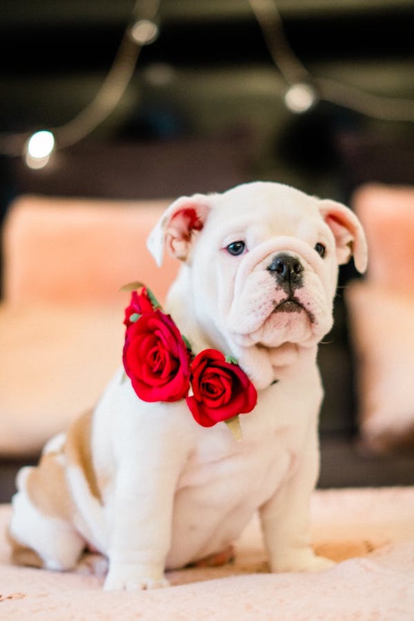 Valentine's - Be Bold Be Romantic Be Real, Valentine&rsquo;s – Be Bold Be Romantic Be Real, Full Body Massage Service