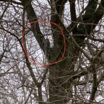 Squirrel commotion, Squirrel commotion, Full Body Massage Service