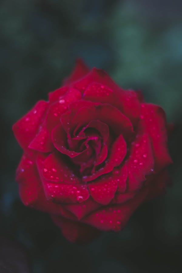 Valentine's Competition, Valentine’s competition, Full Body Massage Service