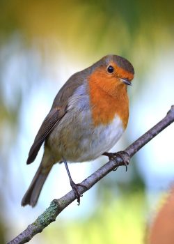 Round Robin, Round Robin, Full Body Massage Service