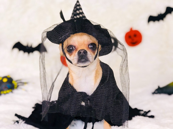 Halloween 2020, Halloween 2020, Full Body Massage Service