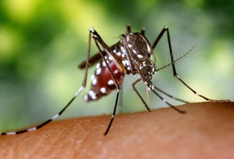 Mosquitoes -“What’s going on with the mosquitoes in the UK?”